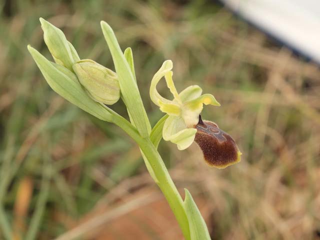 Orchidee dalla murgia Materana